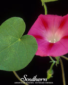 Scarlett O’Hara Morning Glory – 50 Seeds