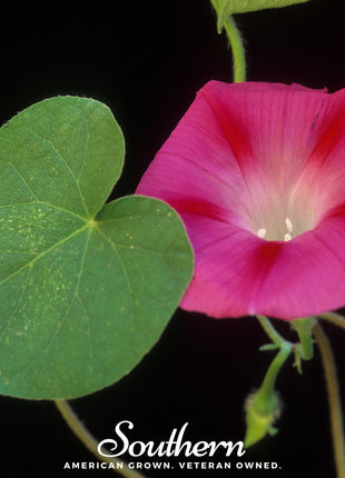 Scarlett O’Hara Morning Glory – 50 Seeds