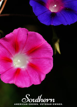 Scarlett O’Hara Morning Glory – 50 Seeds