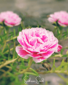 Pink Moss Rose – 250 Seeds