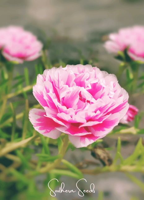 Pink Moss Rose – 250 Seeds