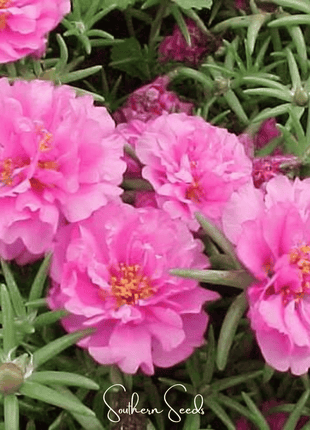 Pink Moss Rose – 250 Seeds