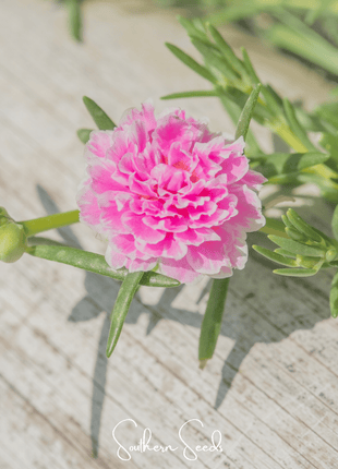 Pink Moss Rose – 250 Seeds