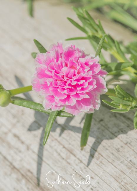 Pink Moss Rose – 250 Seeds