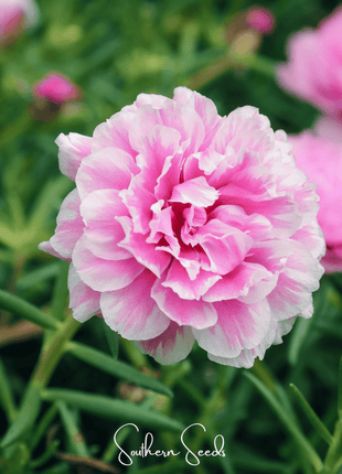 Pink Moss Rose – 250 Seeds