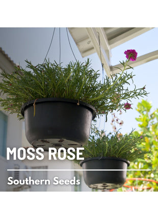 Pink Moss Rose – 250 Seeds