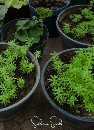 Pink Moss Rose – 250 Seeds
