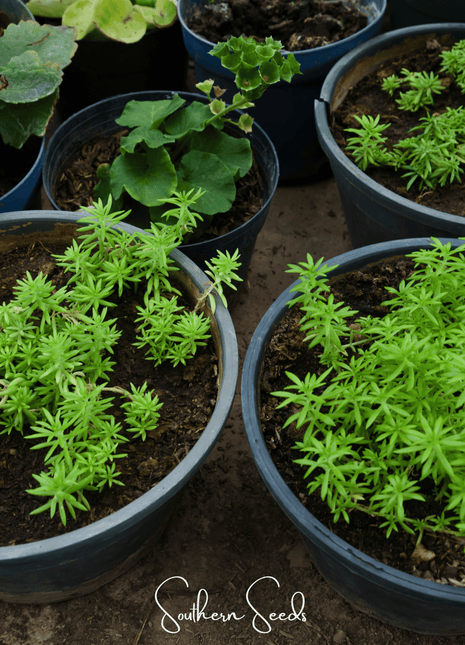 Red Moss Rose – 250 Seeds