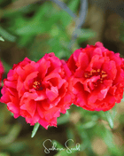 Red Moss Rose – 250 Seeds