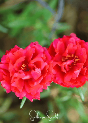 Red Moss Rose – 250 Seeds