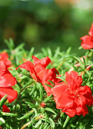 Red Moss Rose – 250 Seeds