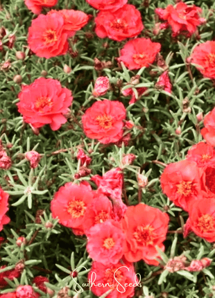 Red Moss Rose – 250 Seeds