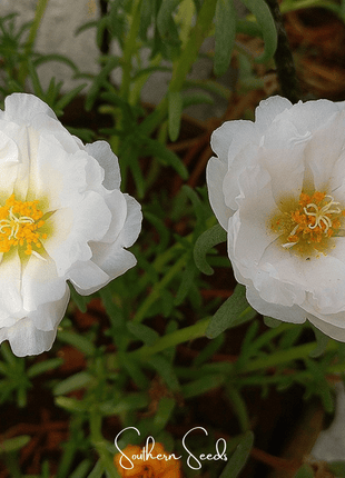 White Moss Rose – 250 Seeds