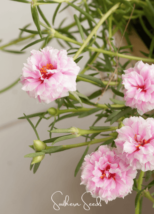 White Moss Rose – 250 Seeds