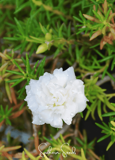 White Moss Rose – 250 Seeds