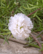 White Moss Rose – 250 Seeds