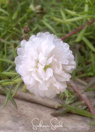 White Moss Rose – 250 Seeds