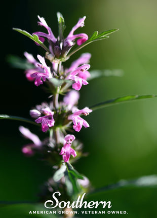 Motherwort – 50 Seeds