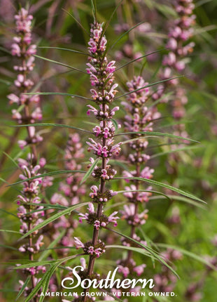 Motherwort – 50 Seeds
