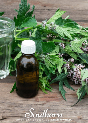Motherwort – 50 Seeds