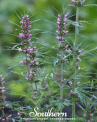 Motherwort – 50 Seeds