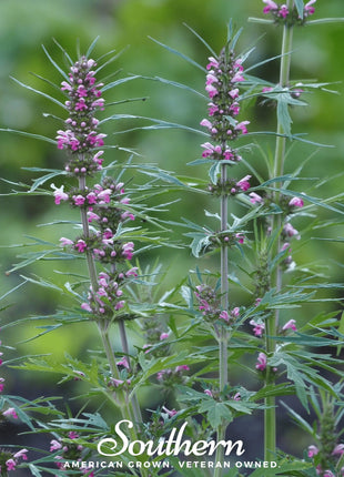 Motherwort – 50 Seeds