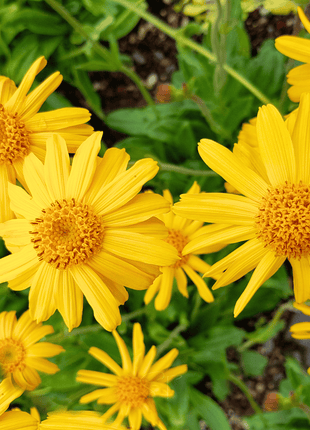 Mountain Arnica – 20 Seeds