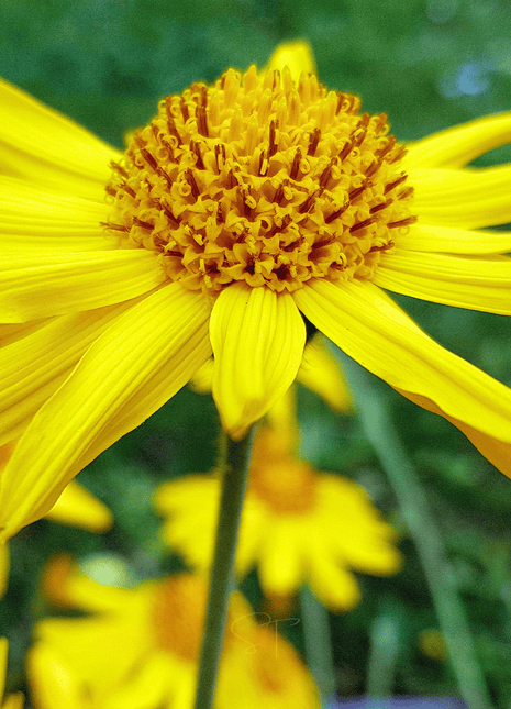 Mountain Arnica – 20 Seeds