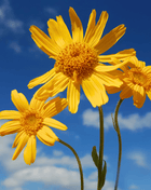Mountain Arnica – 20 Seeds