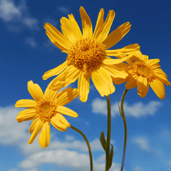 Collection image for: Arnica