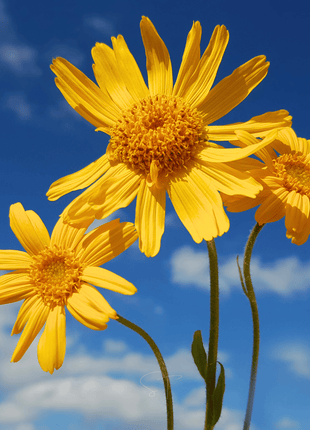 Mountain Arnica – 20 Seeds