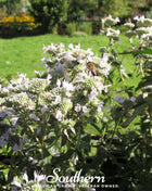 Mountain Mint – 100 Seeds