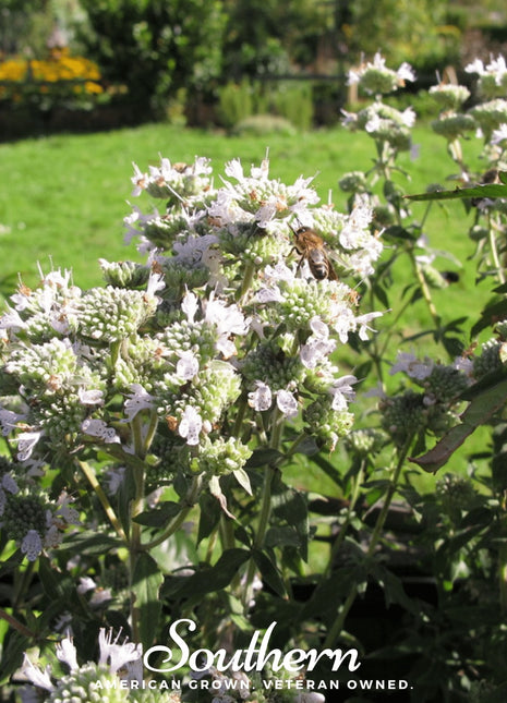Mountain Mint – 100 Seeds