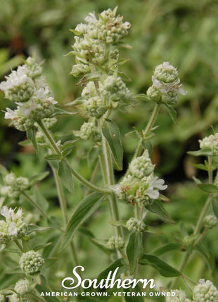 Mountain Mint – 100 Seeds
