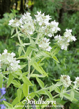 Mountain Mint – 100 Seeds