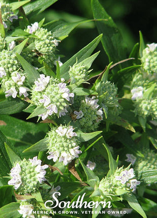 Mountain Mint – 100 Seeds