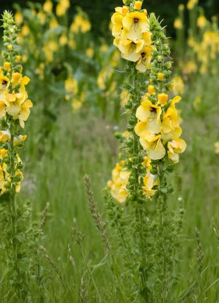 Mullein – 200 Seeds
