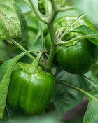 Cal Wonder Sweet Bell Pepper – 30 Seeds