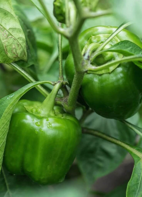 Cal Wonder Sweet Bell Pepper – 30 Seeds
