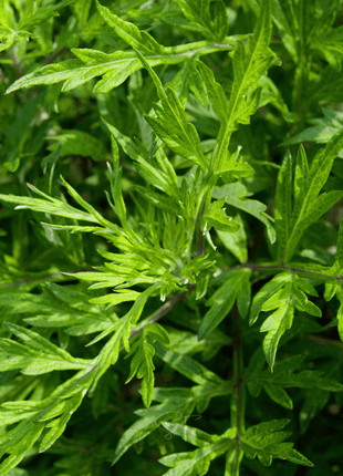 Mugwort – 200 Seeds