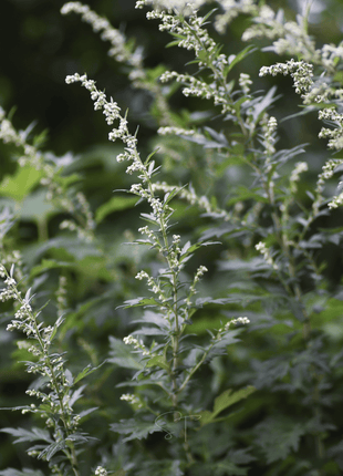 Mugwort – 200 Seeds