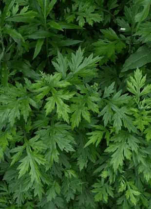 Mugwort – 200 Seeds