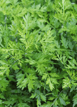 Mugwort – 200 Seeds