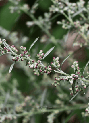 Mugwort – 200 Seeds