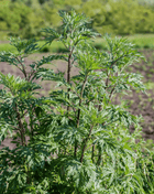 Mugwort – 200 Seeds