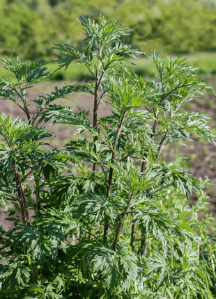 Mugwort – 200 Seeds