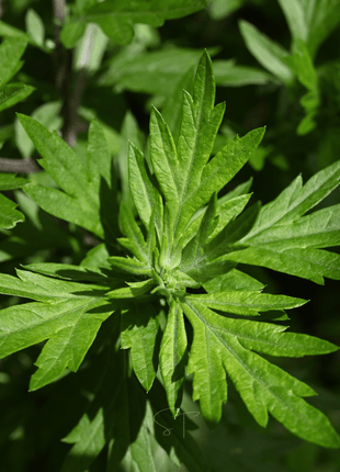 Mugwort – 200 Seeds