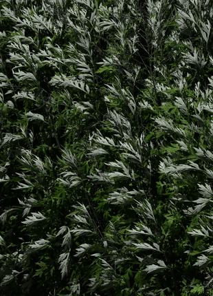 Mugwort – 200 Seeds