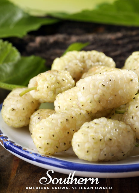 White Mulberry – 50 Seeds