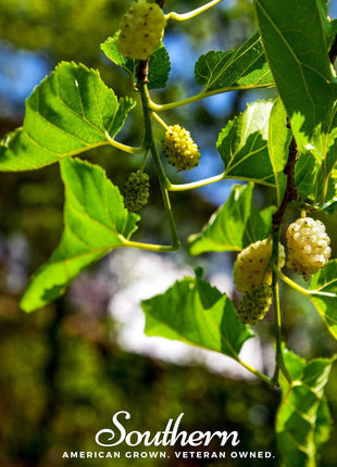 White Mulberry – 50 Seeds